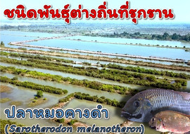 วีดิทัศน์ : ชนิดพันธุ์ต่างถิ่นที่รุกราน : ปลาหมอคางดำ (Sarot ... รูปภาพ 1